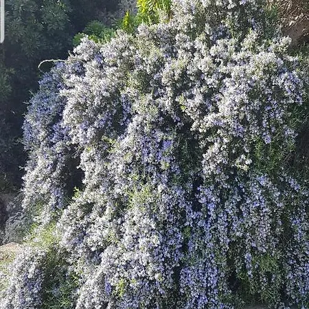 Gioietta Sulla Scogliera Vila *